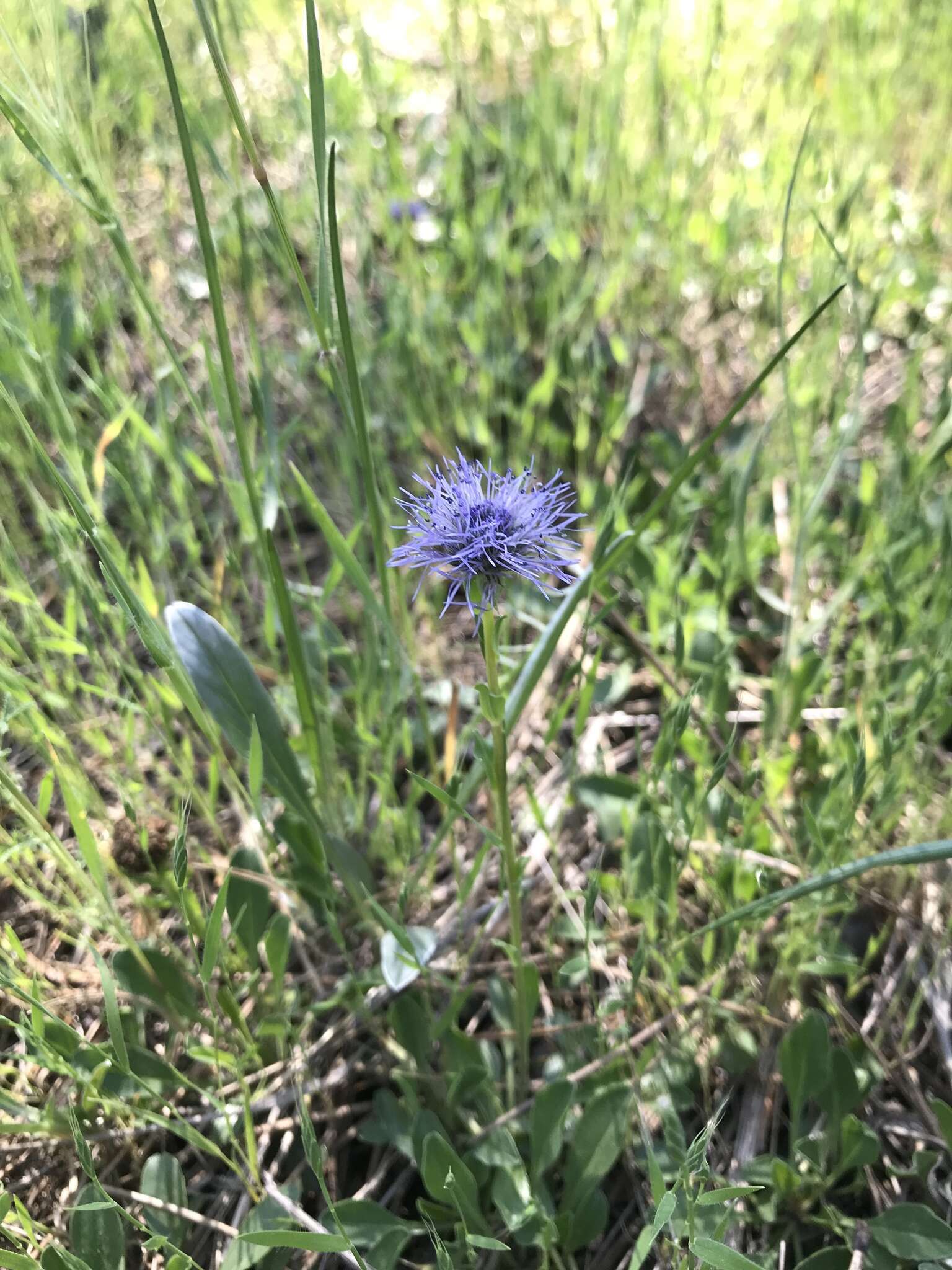 Image of Globularia trichosantha Fischer & C. A. Meyer