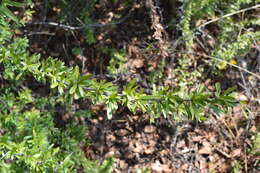 Plancia ëd Gymnosporia polyacantha subsp. vacciniifolia (Conrath) Jordaan