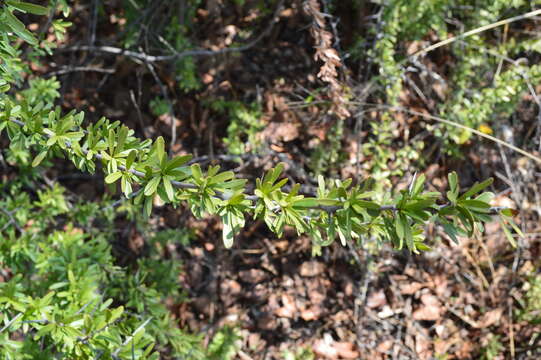 Plancia ëd Gymnosporia polyacantha (Sond.) Szyszyl.