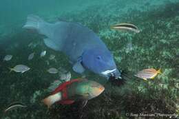 Image of Australian maori-wrasse