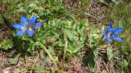 Image of crested gentian