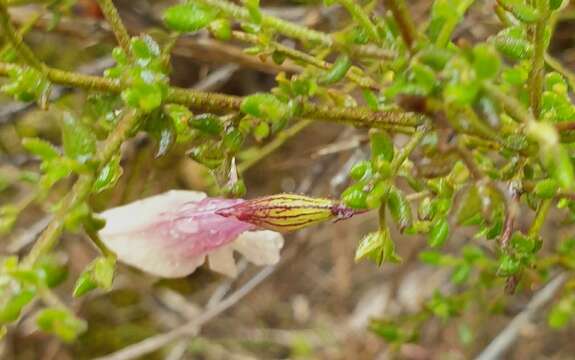 Image of Prostanthera chlorantha (F. Muell.) Benth.