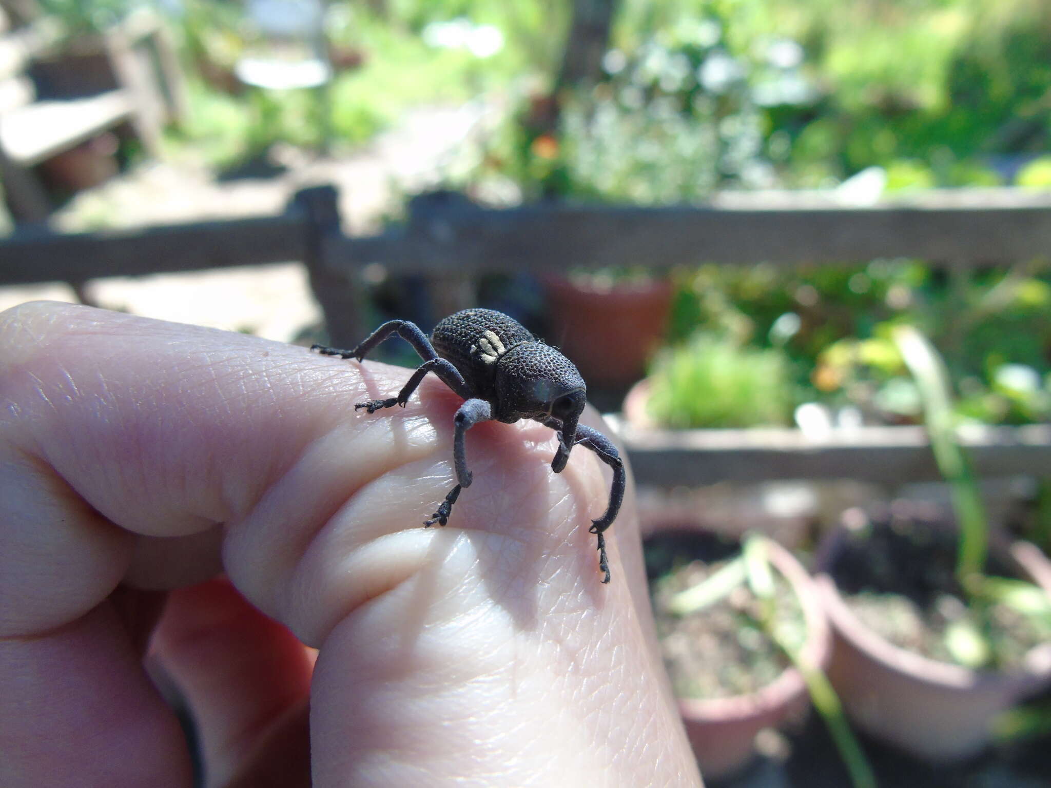 Image of Bark weevil