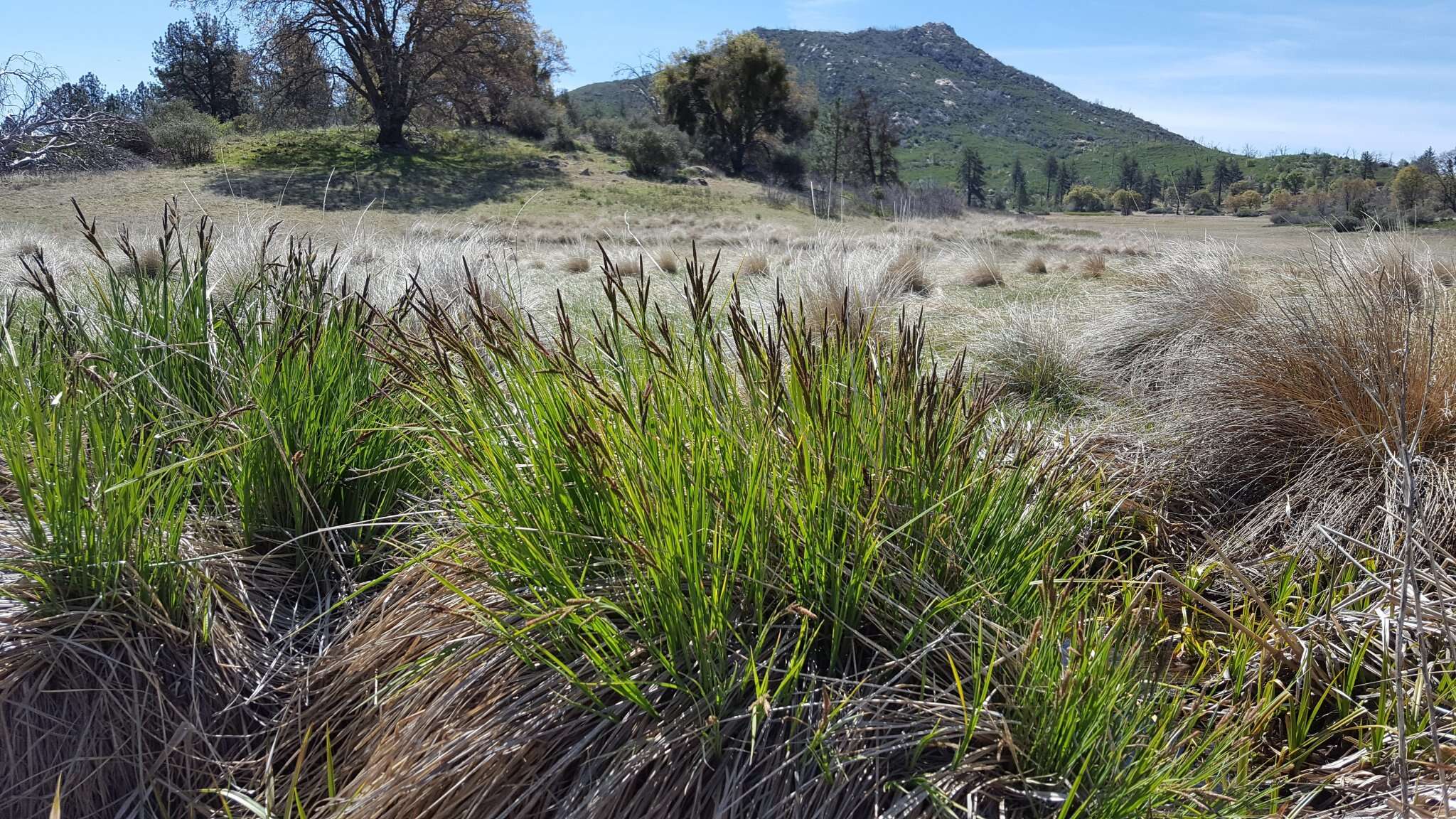 Image of Western Rough Sedge