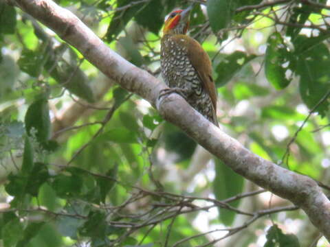 Image of White-throated Woodpecker