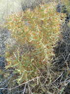 Image of Cylindropuntia caribaea (Britton & Rose) F. M. Knuth