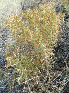 Image of Cylindropuntia caribaea (Britton & Rose) F. M. Knuth