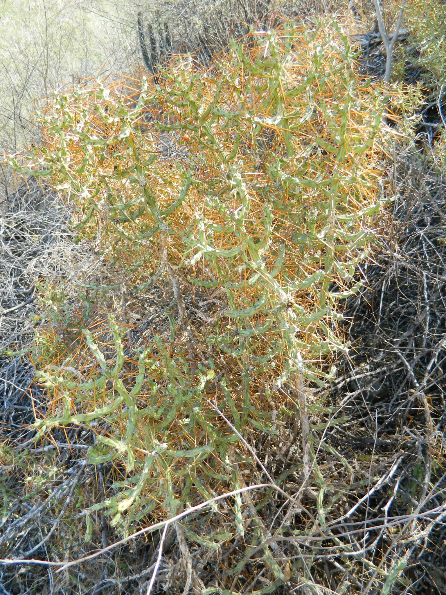 Image de Cylindropuntia caribaea (Britton & Rose) F. M. Knuth