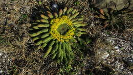 Sivun Euphorbia flanaganii N. E. Br. kuva