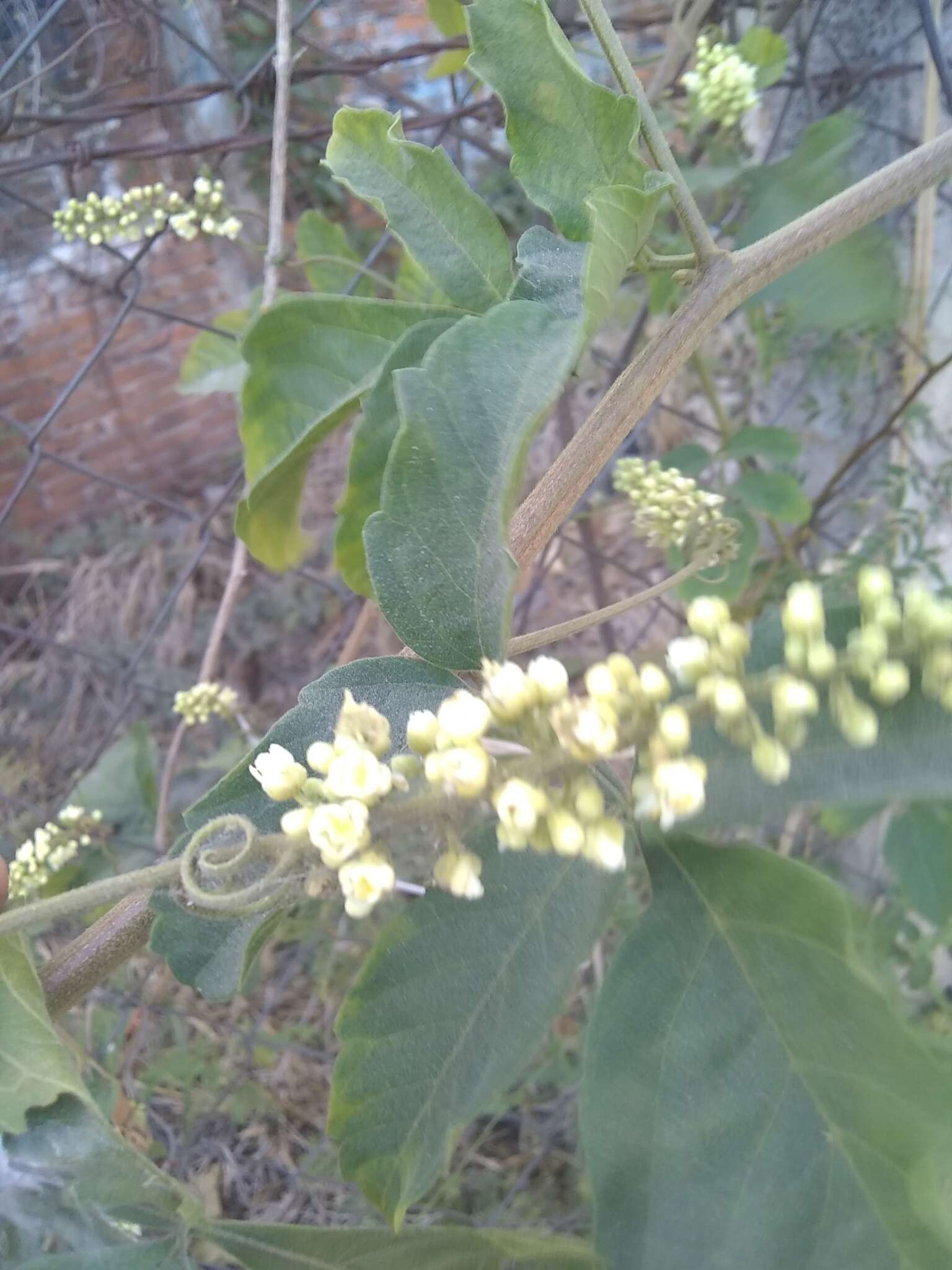 Слика од Paullinia pinnata L.