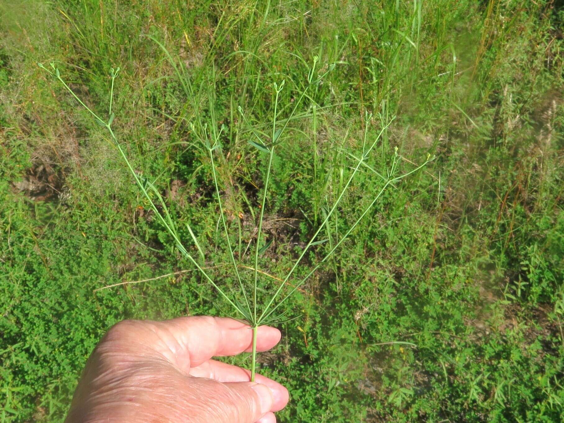 Image of summer spurge