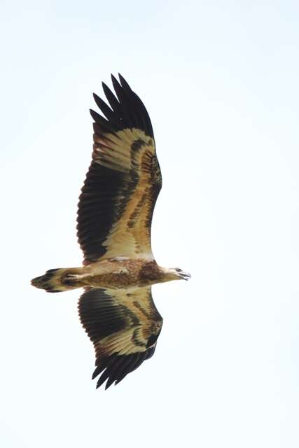 Image of White-bellied Sea Eagle