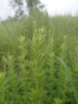 Image of Artemisia lancea Vaniot