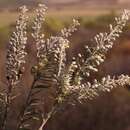 Image of Phylica villosa var. pedicellata (DC.) Sond.