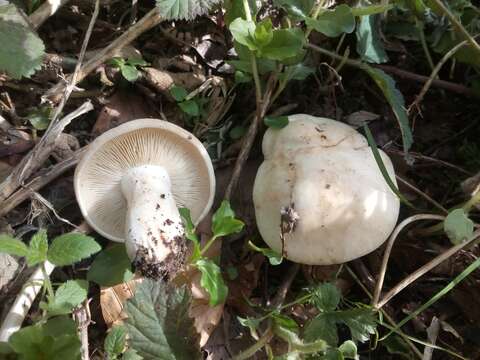 Image of Calocybe