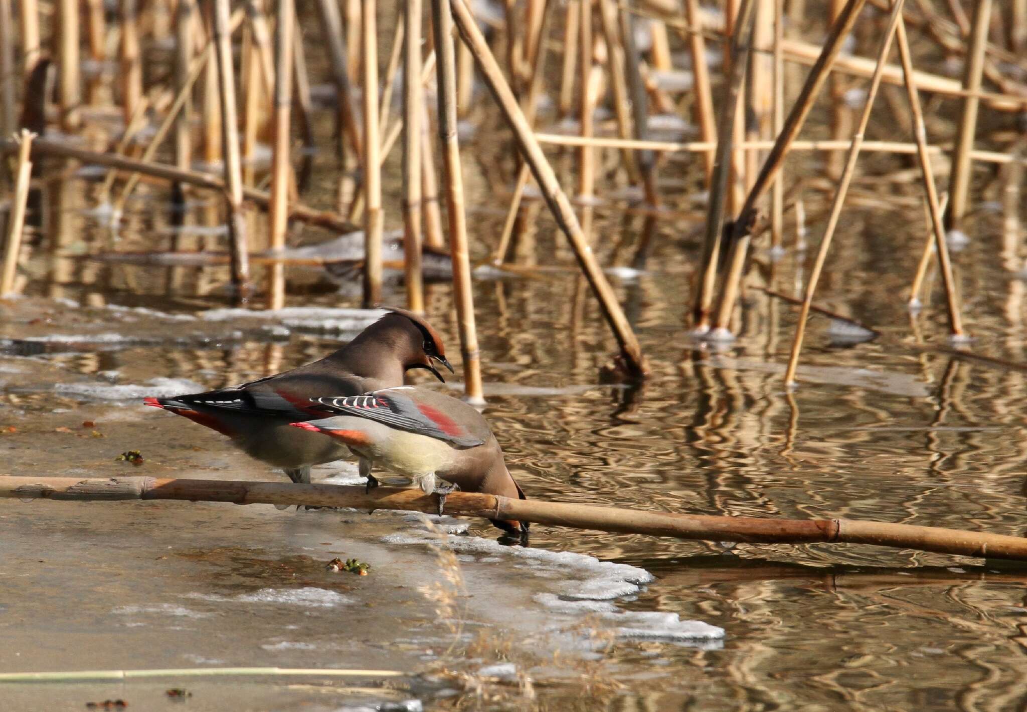 Image of Japanese Waxwing