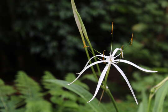 Image of Hymenocallis harrisiana Herb.