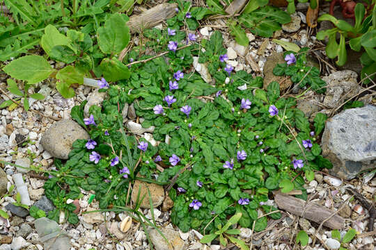 Image of Ajuga pygmaea A. Gray