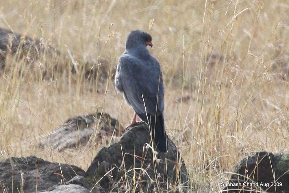 Image of Dark Chanting Goshawk