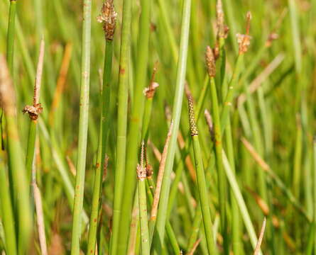 Image of Eleocharis sphacelata R. Br.