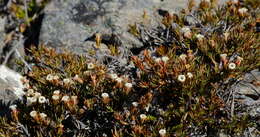 Image of Dracophyllum pronum W. R. B. Oliver