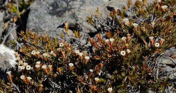 Image of Dracophyllum pronum W. R. B. Oliver