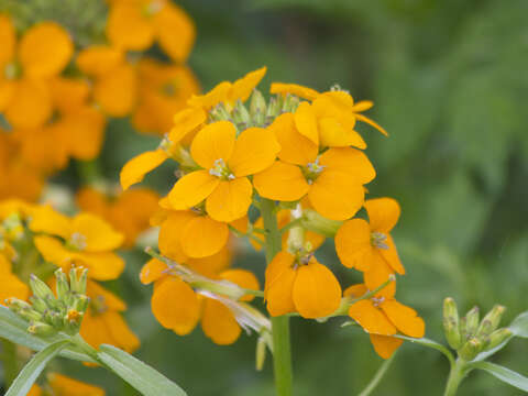 Image of Siberian wallflower