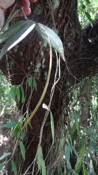 Image of Aeschynanthus perrottetii A. DC.