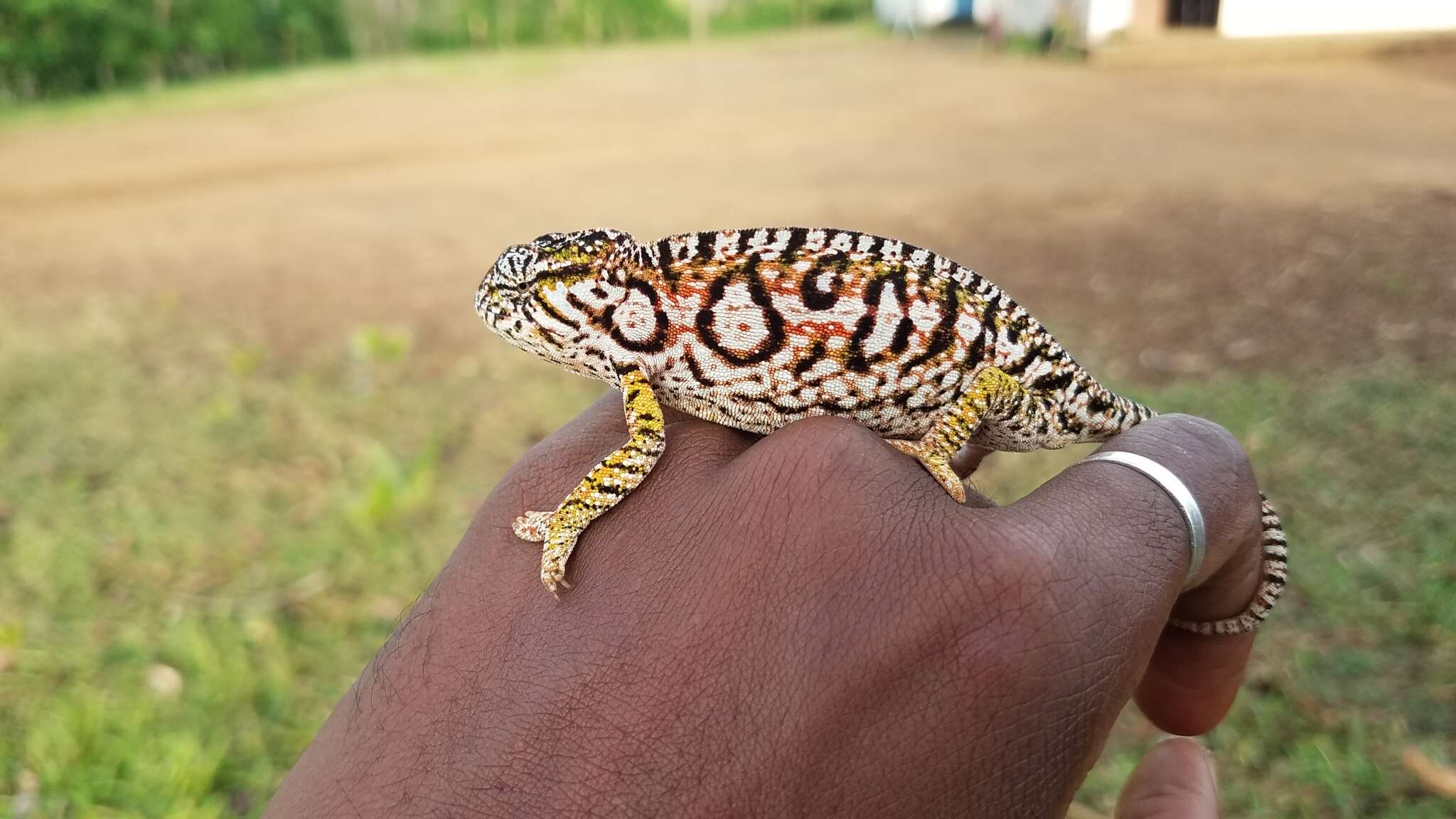 Sivun Furcifer lateralis (Gray 1831) kuva