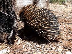 Image of Tachyglossus aculeatus aculeatus (Shaw 1792)