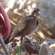 Cercotrichas coryphoeus coryphoeus (Vieillot 1817) resmi