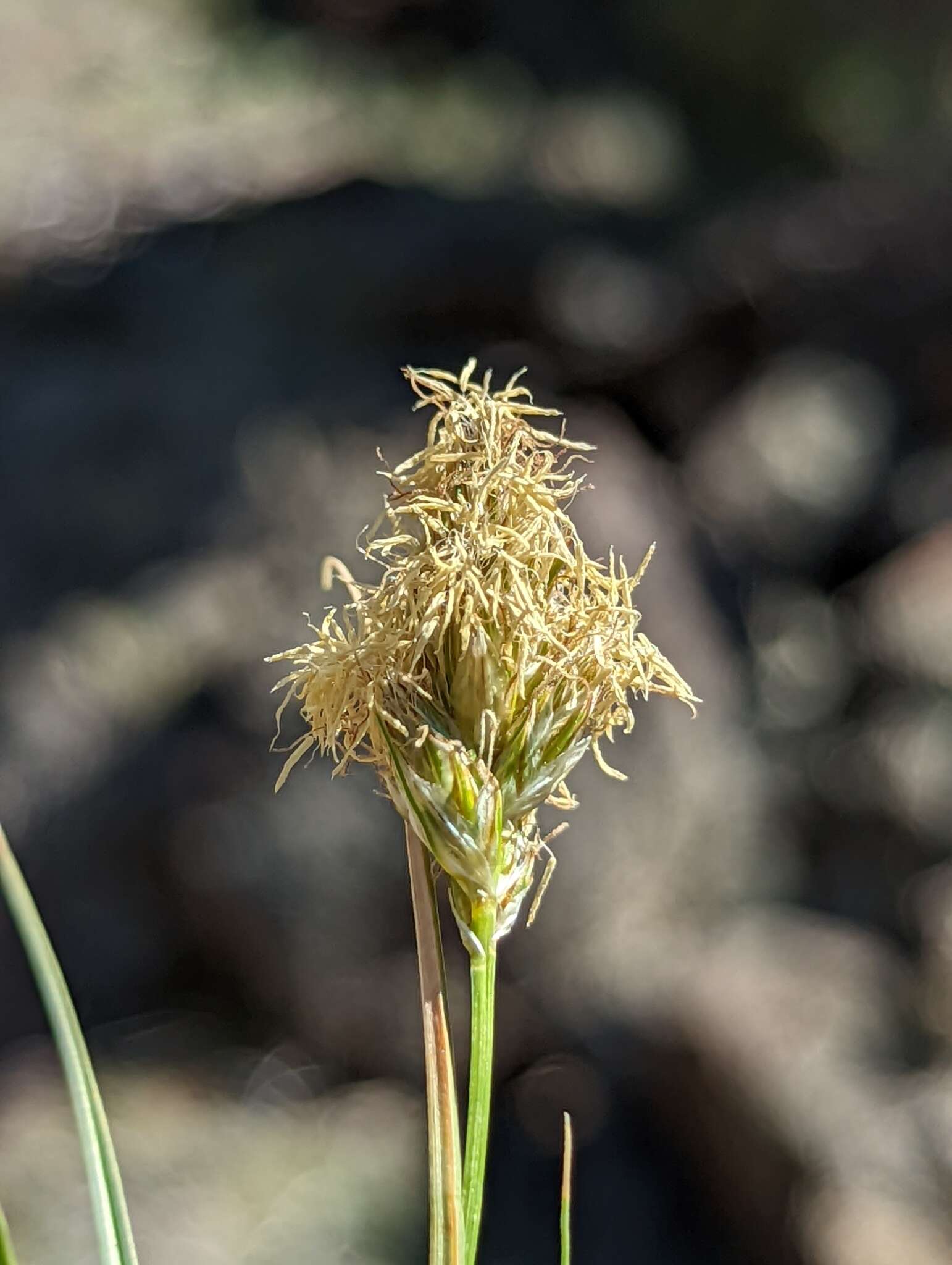 Image of Douglas' sedge