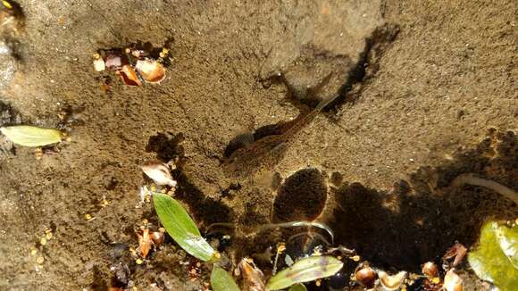 Image of Italian spring goby