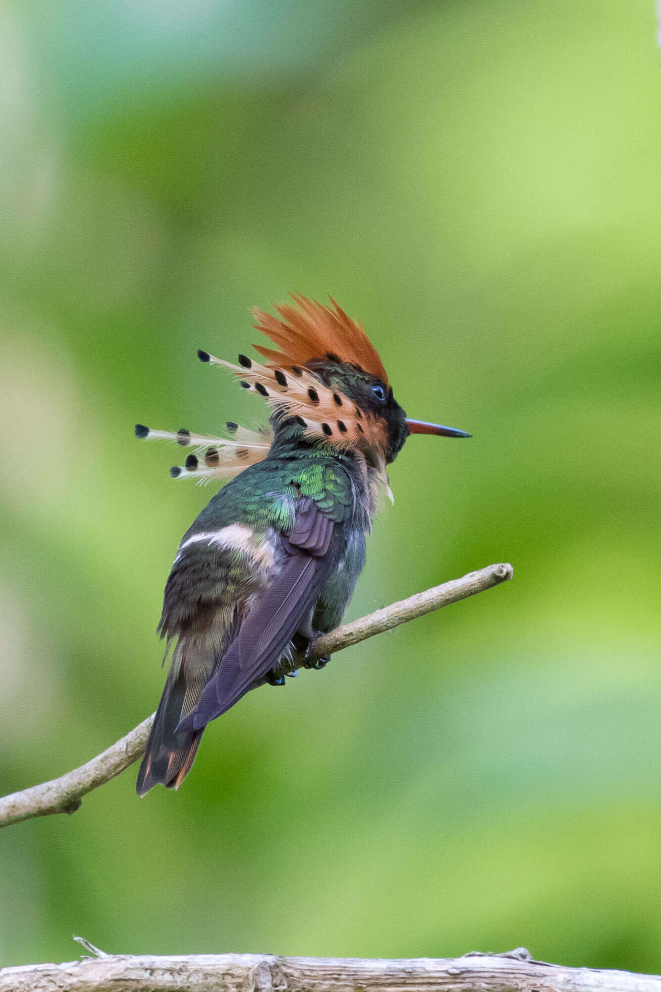 Image of Tufted Coquette