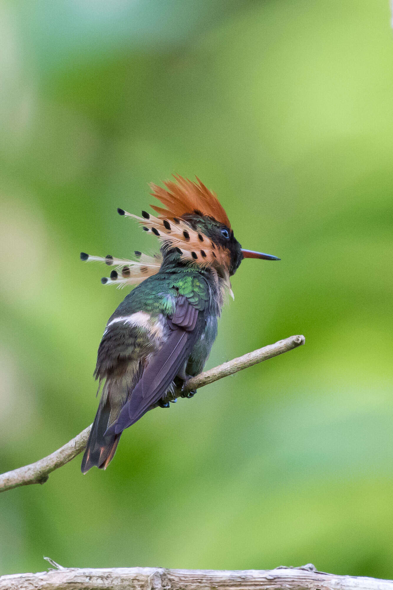 Lophornis ornatus (Boddaert 1783) resmi