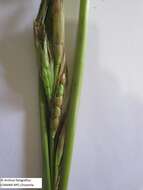 Image of teosinte