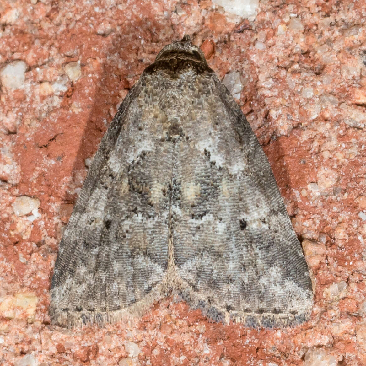 Image of White-lined Graylet