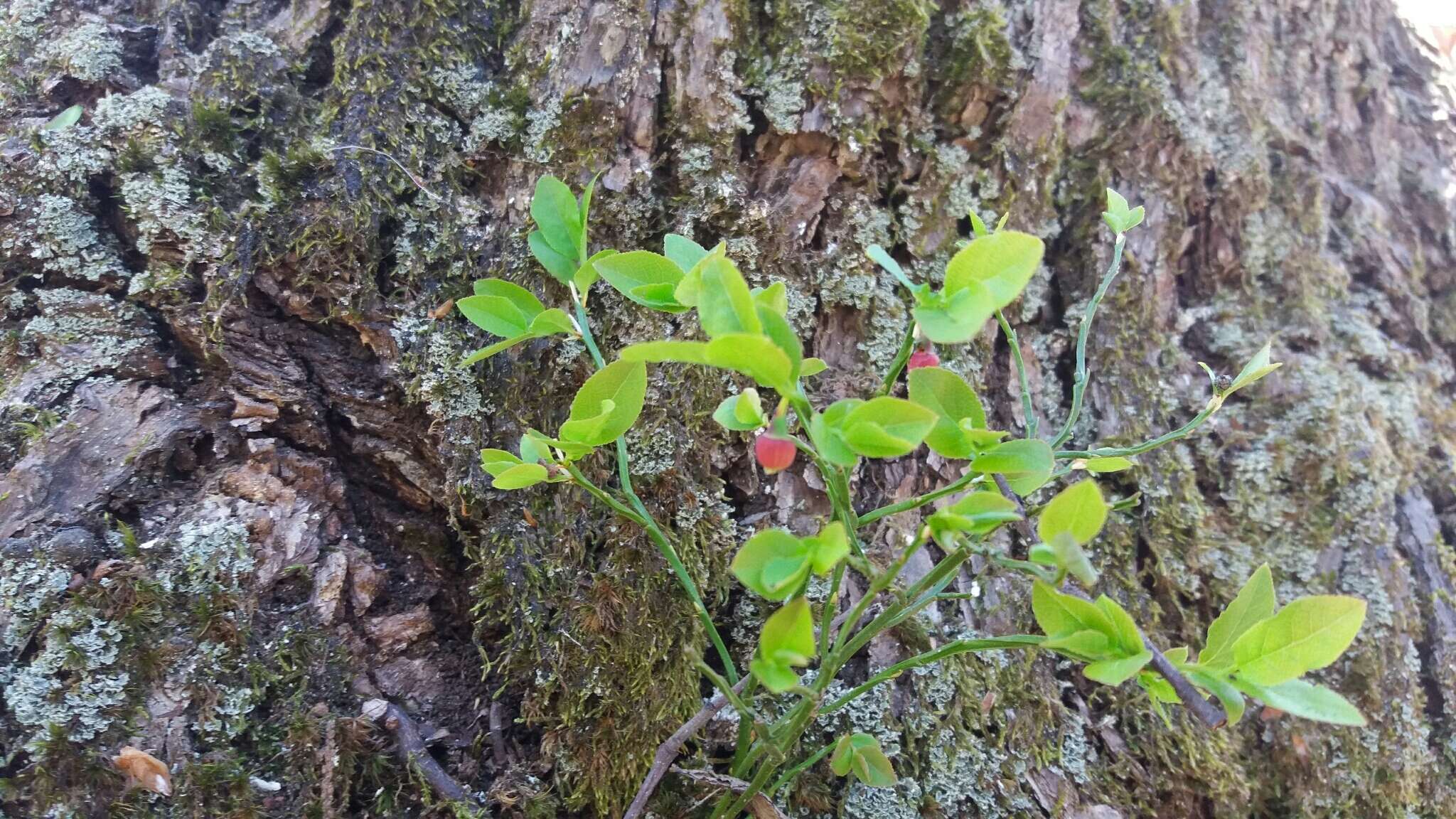 Image of bilberry