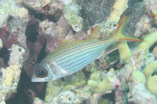 Image of Blackfin Squirrelfish