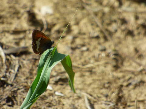 Sivun Coenonympha arcania Linnaeus 1761 kuva