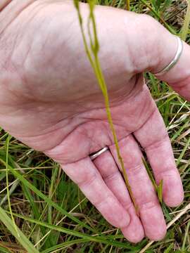 Image of yellow screwstem