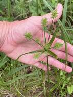 Image of manyflower flatsedge