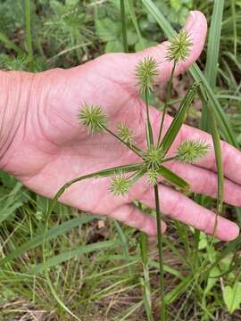 Image de Cyperus lancastriensis Porter