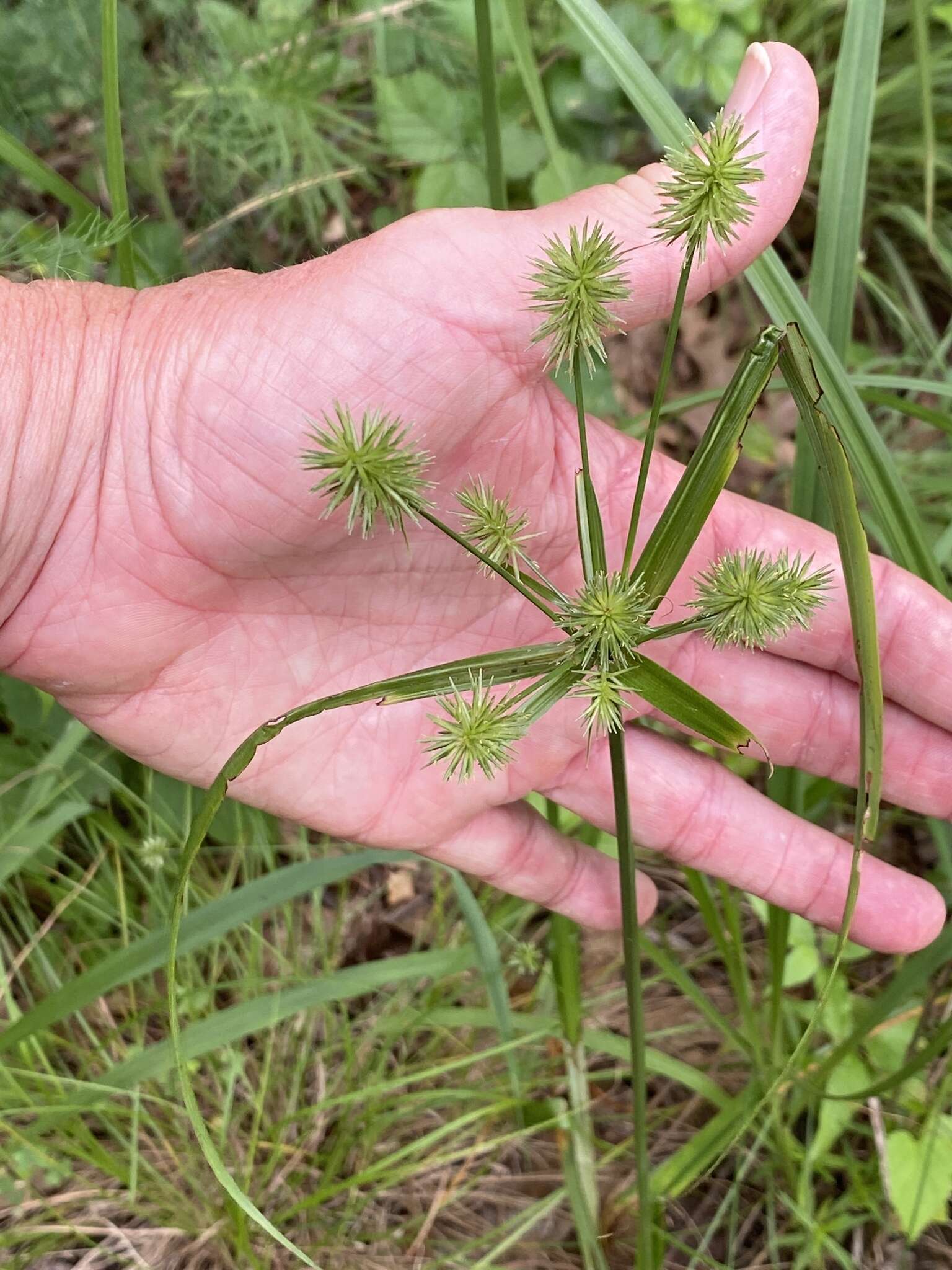 Image of manyflower flatsedge