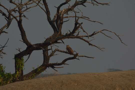 Image of Indian Eagle-Owl