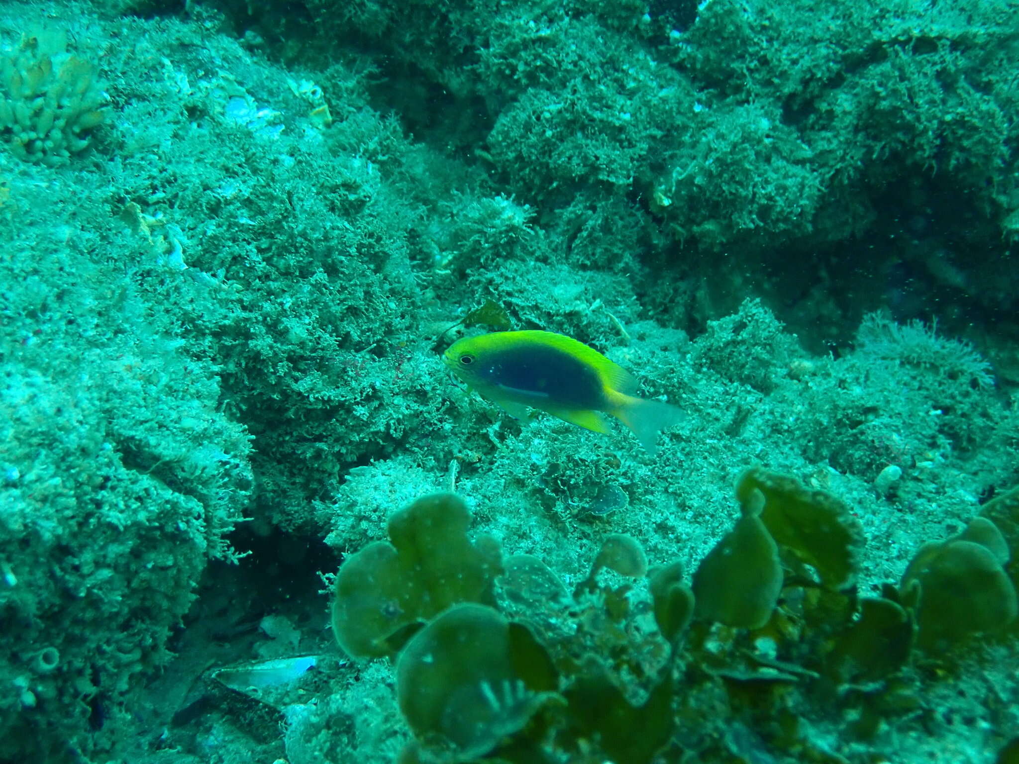 Image of Yellowfin damsel