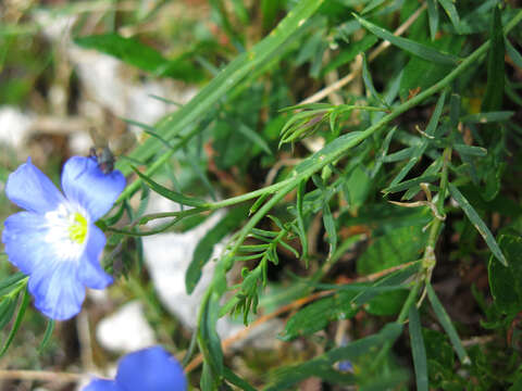 Imagem de Linum alpinum subsp. julicum (Hayek) Hegi