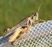 Слика од Melanoplus bispinosus Scudder & S. H. 1897