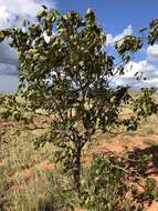 Image of Stereospermum euphorioides (Boj.) DC.