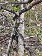 Image of Cochlospermum gillivraei Benth.